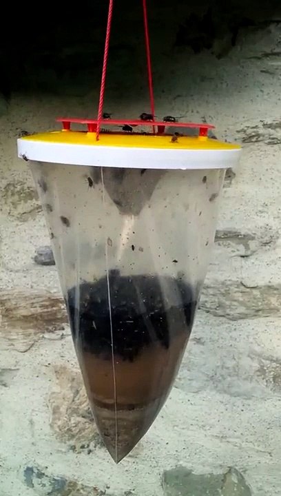 Piège à mouches, tue mouche, anti-mouche, bio.