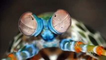 Mantis shrimp - Most Complex Eyes in the Animal Kingdom