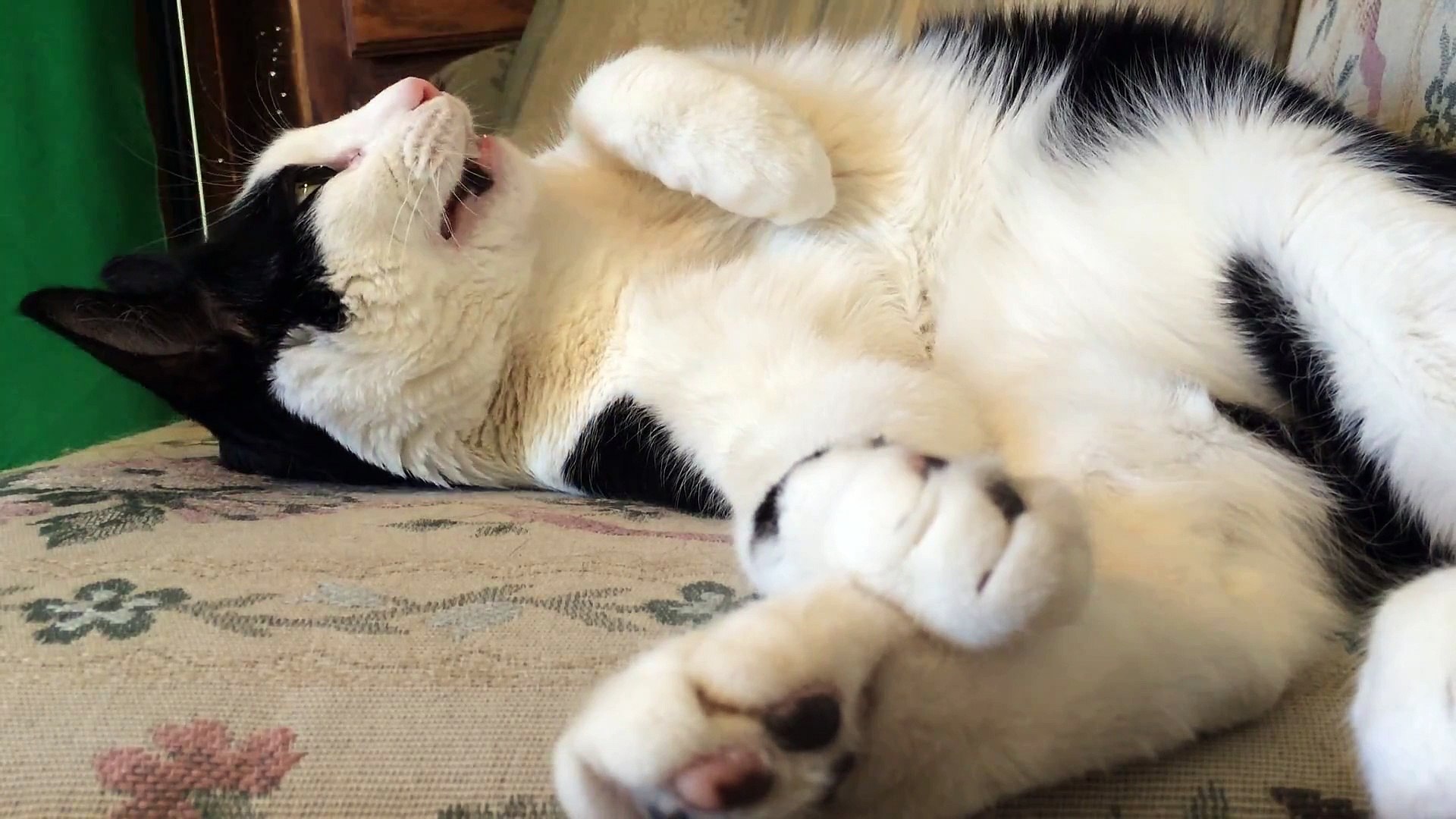 Ce Chat Non Plus Ne Veut Pas Aller à Lécole Vidéo