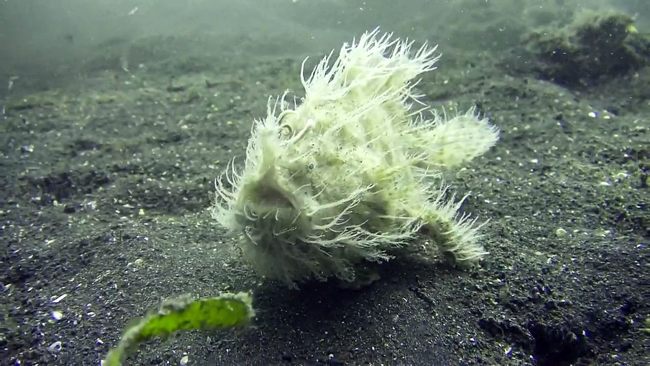 hairy frog fish
