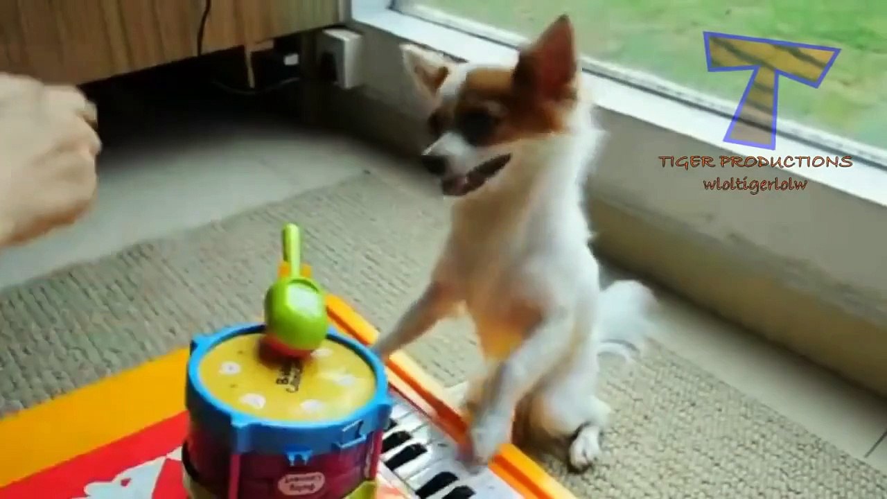 animais engraçados que jogam instrumentos  bonito e engraçado compilação animais