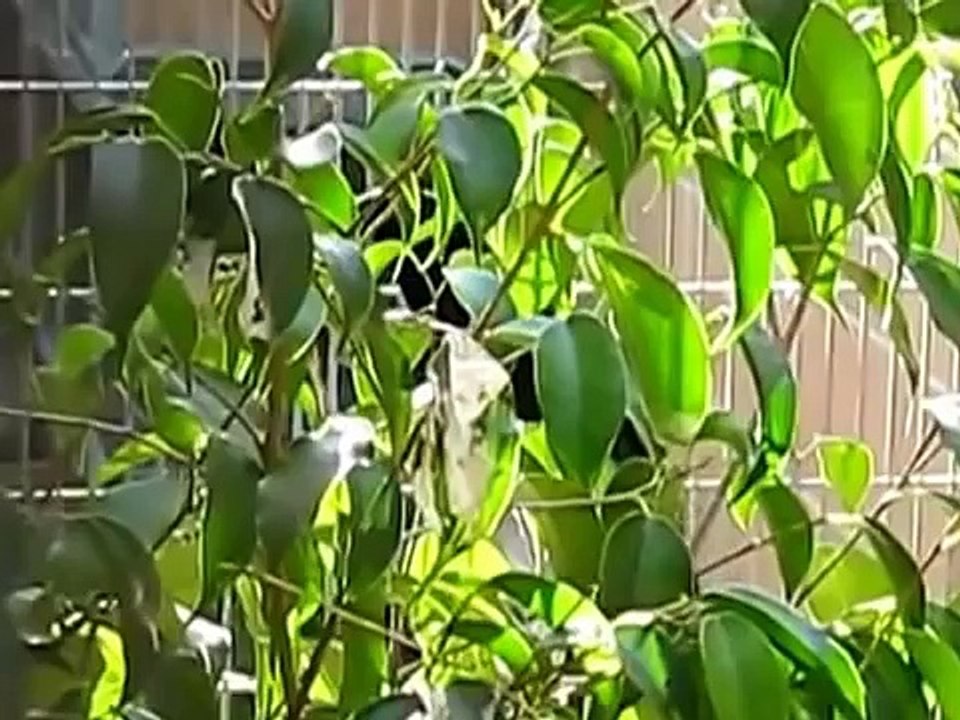 Suara Burung KACER JAWA/KACER HITAM Super Gacor dan Super Ngeplong 2015