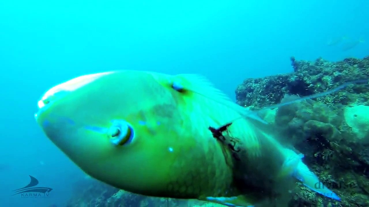 Lost  |  Spear Fishing the Kimberley Coast