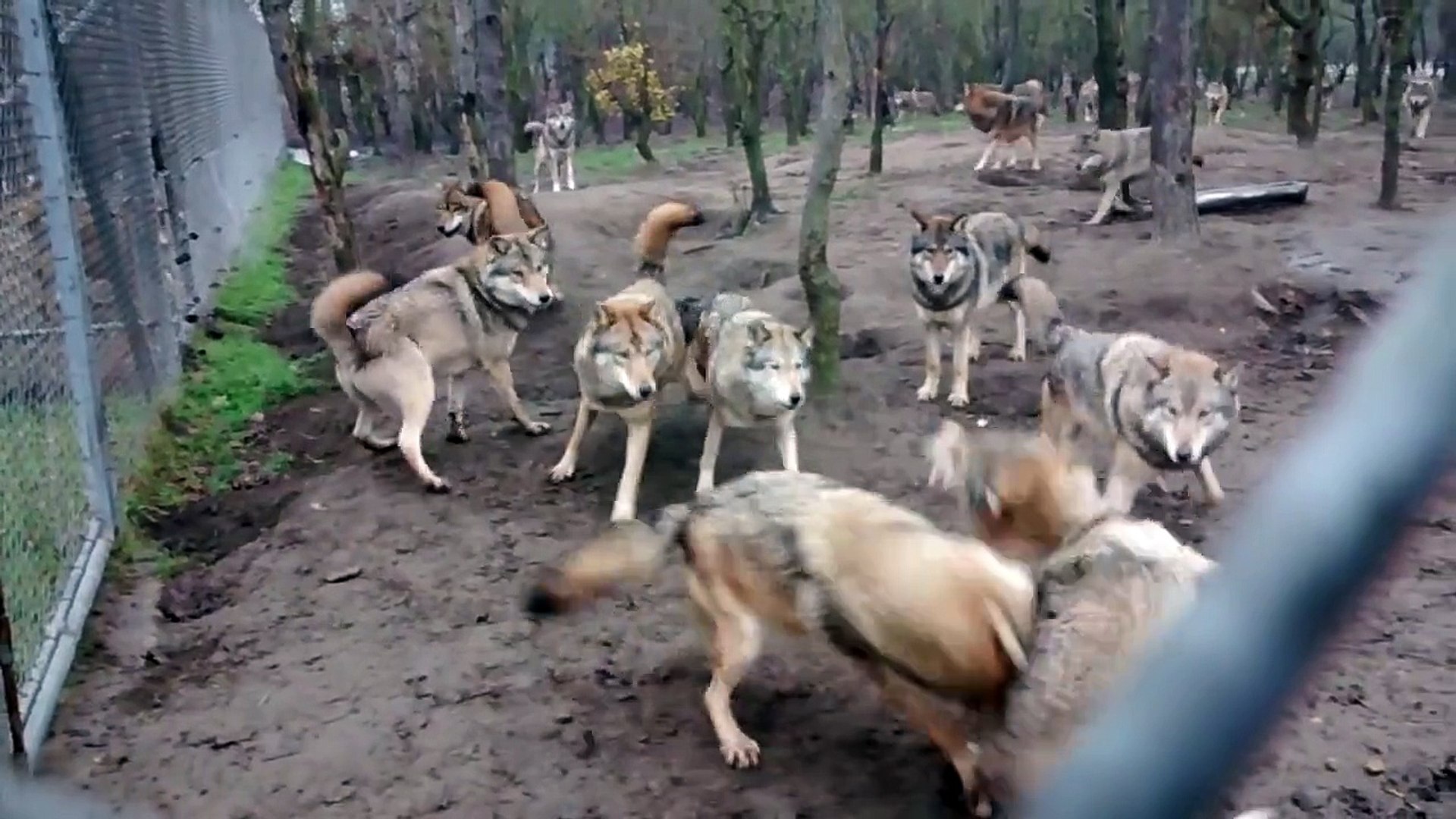 Wolf Pack attacks Omega Wolf in Park - Vidéo Dailymotion
