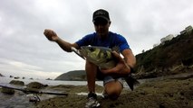 Sea Bass captured with ZZ stalker the Neo Fishing