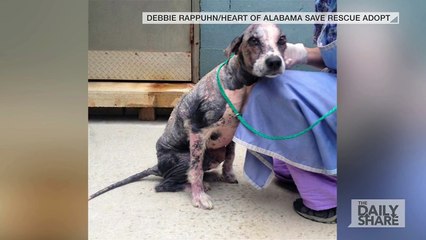 Métamorphose incroyable de ce chien abandonné et atteint de la gale