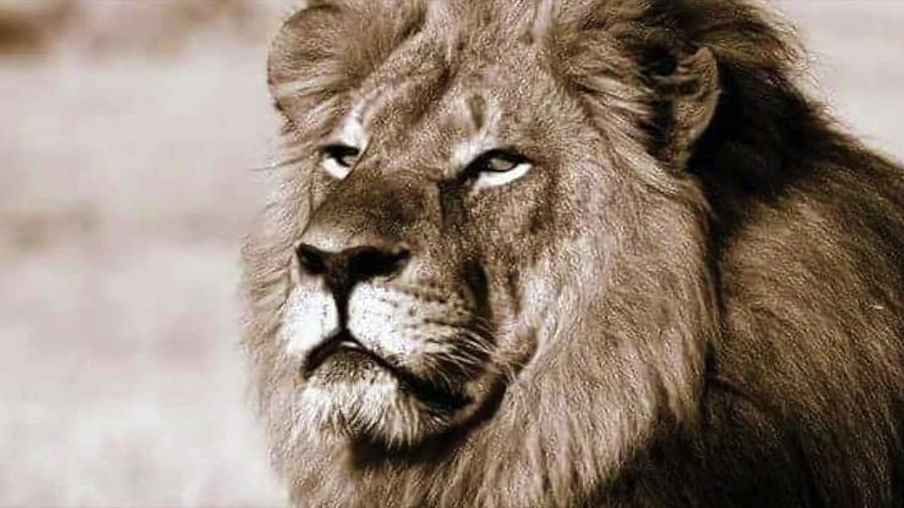 Rockiem - Animal or Human (Cecil Song)