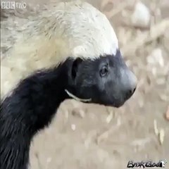 Brisk God Honey Badger likes to get Turnt Up  Briskcuts EditRanked