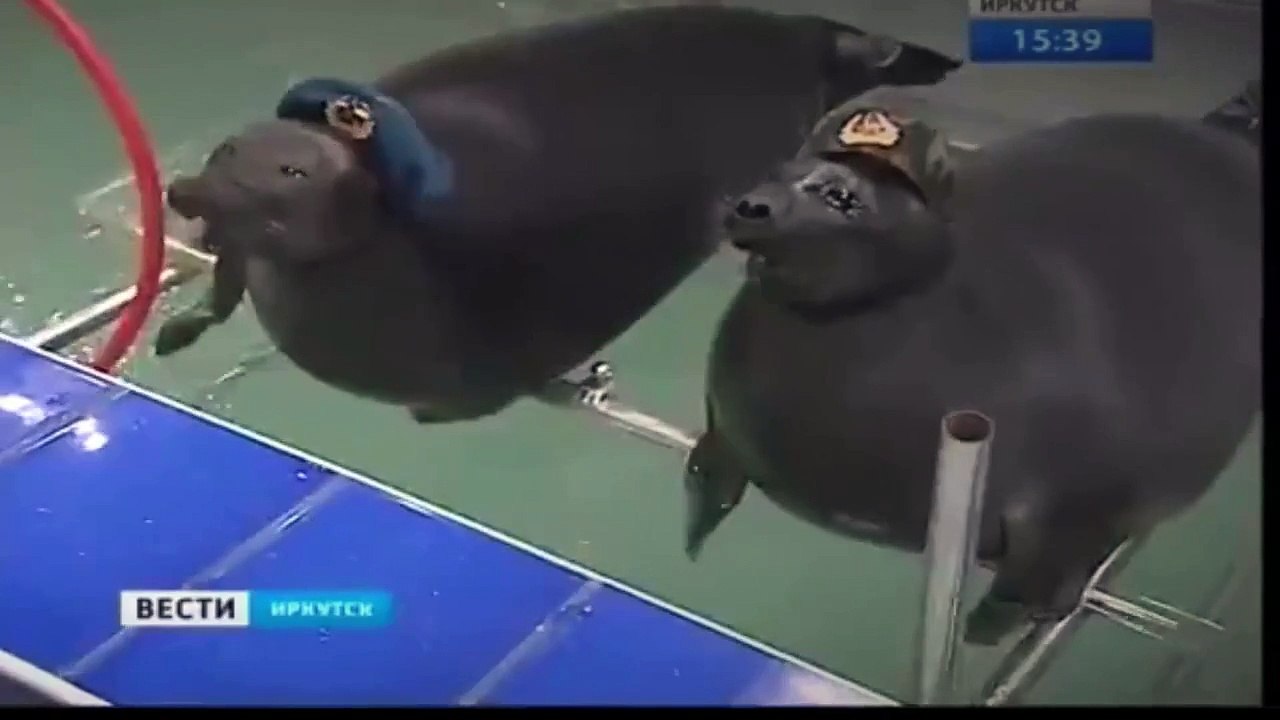 WFT Russian News Reader Can't Keep Straight Face On This Story.