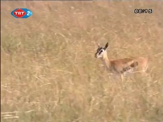 Büyük Kedilerin Günlüğü: 5. Bölüm