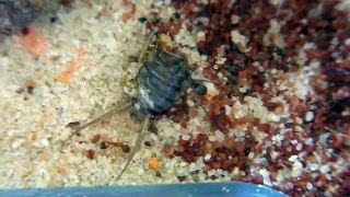 Formica cunicularia vs. Acorn Ants