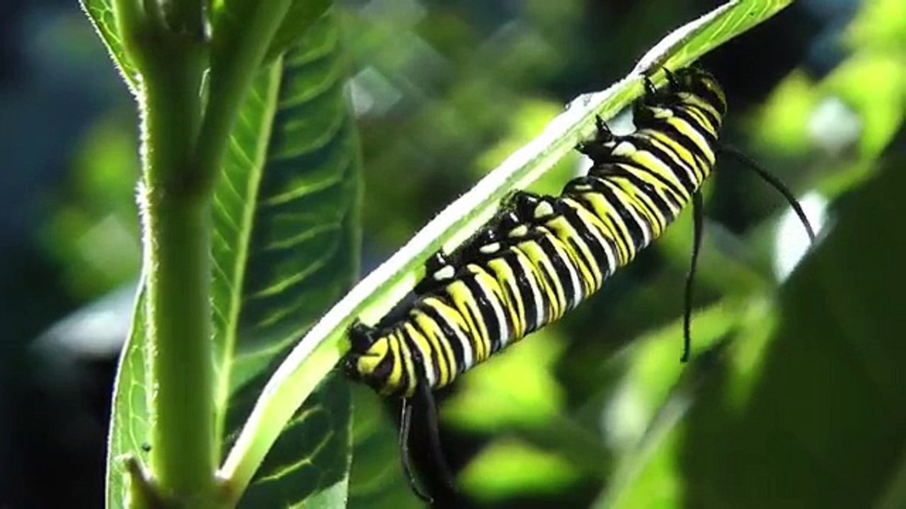 La transformation d'une chenille en papillon (time laps)