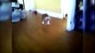 Bulldog hilariously fails at jumping onto couch Funny Animals