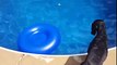 Dog finds a smart way to get his ball back Funny Animals