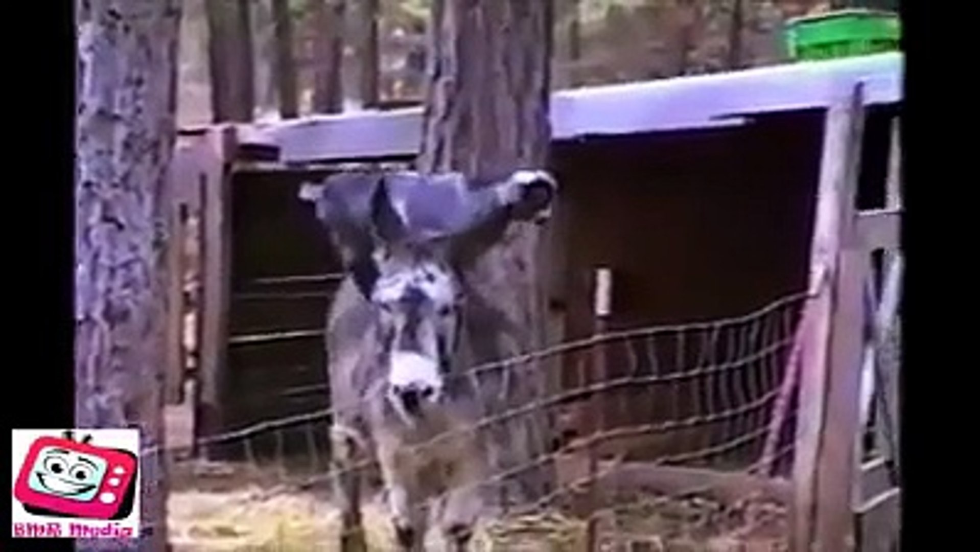 ⁣smart animals Funny Animals