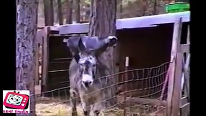 smart animals Funny Animals