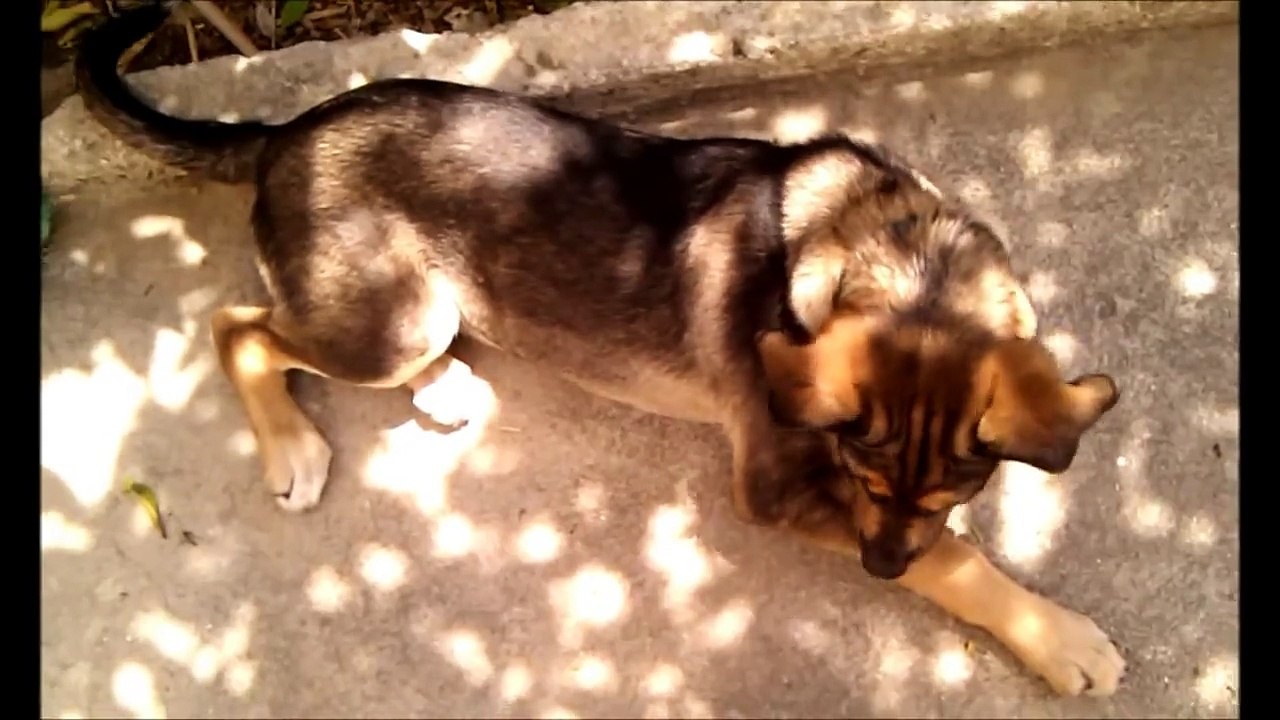 German Shepherd Rottweiler mix Rudy