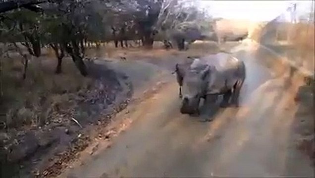 Su Aygırı Koyunu Taklit Ederse ne olur