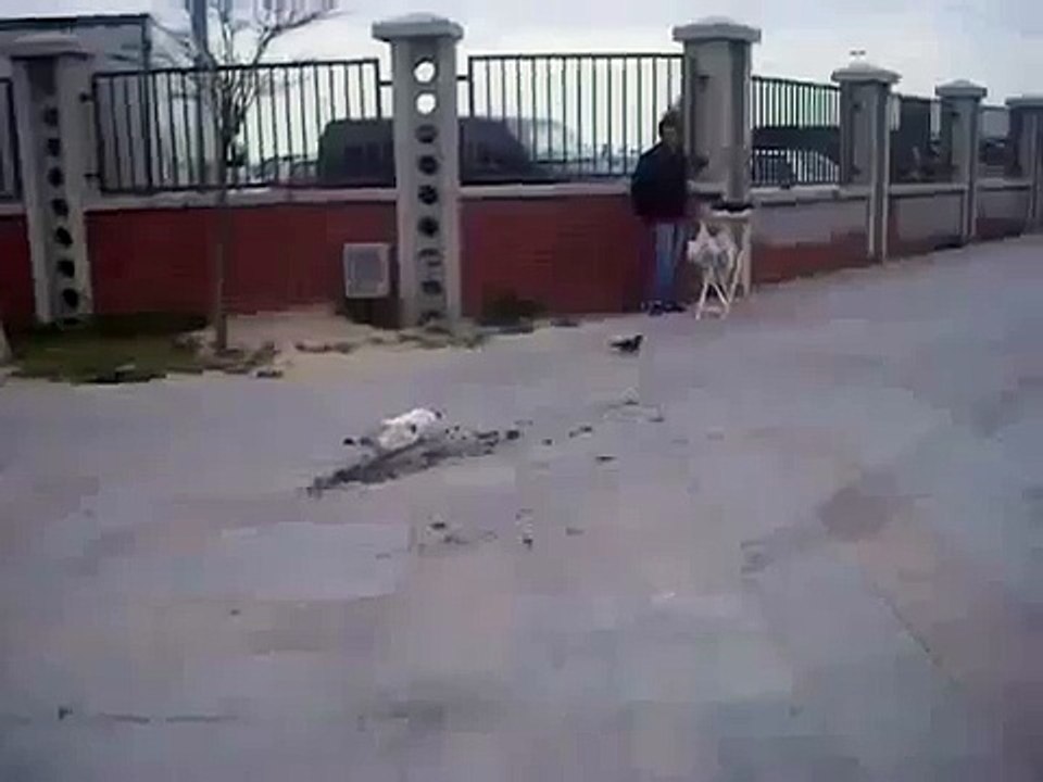 Şaşkın Kedinin Yıkıldığı An