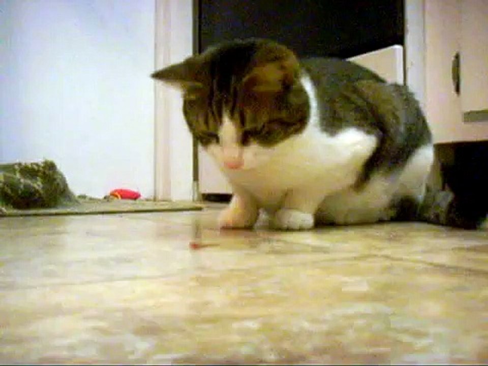Cat plays with (then eats) freshly detached lizard tail