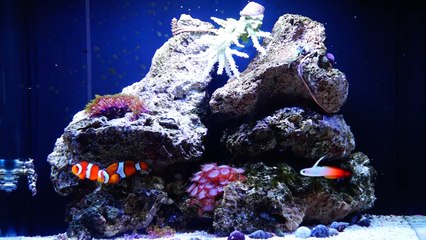 Aquario Marinho Nano Reef Boyu mt-50
