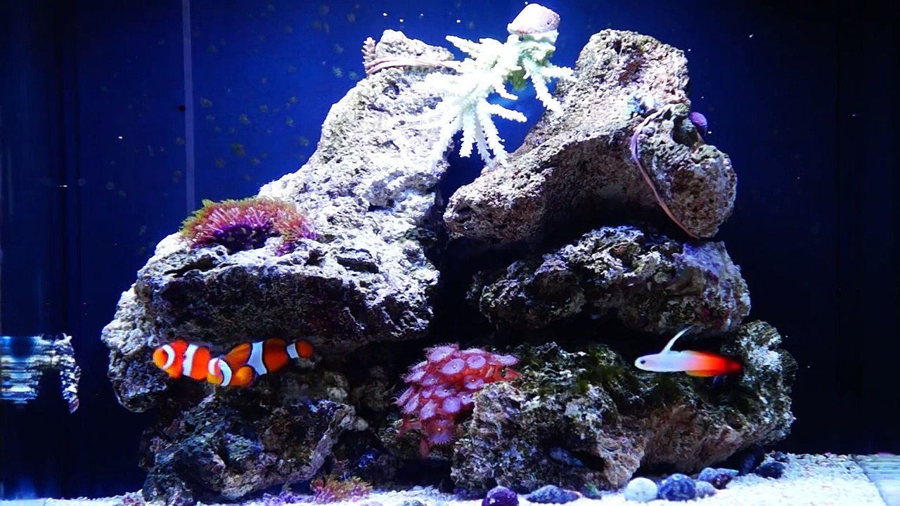 Aquario Marinho Nano Reef Boyu mt-50