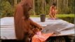 Orangutanes: Aprendizaje por imitacion