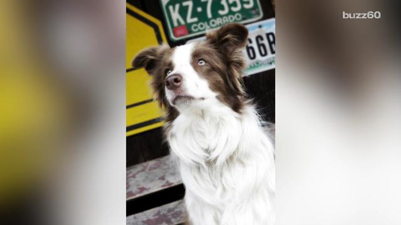 This dog wants to run for president