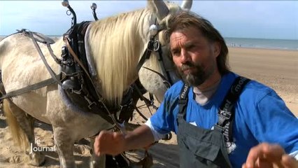 Nettoyage des plages : Les cheveux remplacent les tracteurs