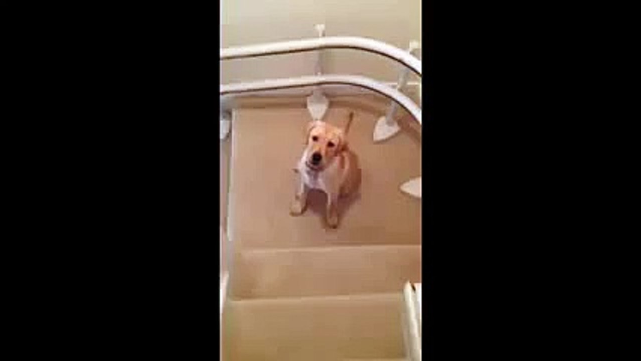 Dog learning how to go down stairs