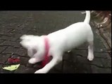 Bull Terrier vs Crabby too cute - Bull Terrier Funny Videos Compilation