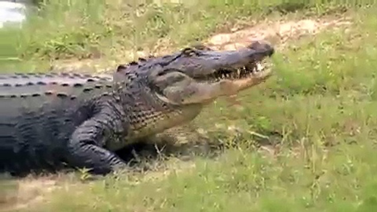 East Texas Gators