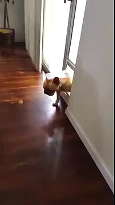 Guilty French bulldog avoids an awkward situation