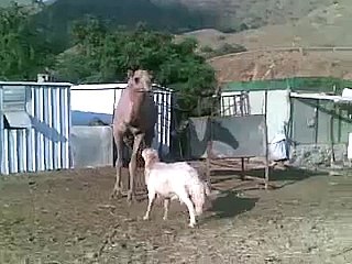 Crazy Camel vs Crazy Goat