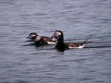 Long Tailed Ducks & Slavonian Grebes in Wig Bay
