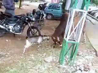 fight Bull Vs Goat