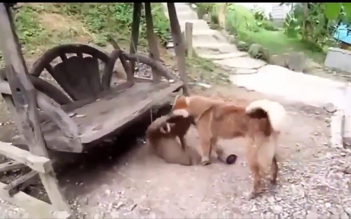 Animal Fight: 2 Dogs Funny Fighting vs Monkey