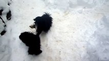 Disabled Puppy Mill Dog plays in snow for the first time. - Safehaven Small Breed Rescue