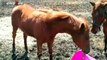 Funny Horse Videos Compilation 2014 NEW | horses compilation
