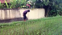 All Plants are Useful in Rice Paddy Ecology