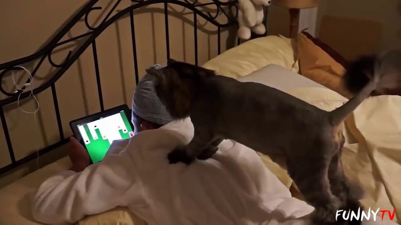 Cats Are the Masters of Massage' Compilation 2015 - Funny Animals