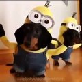 Funny Animals-Funny Cats-Funny Dogs-Videos Funny Dogs and Cats and babies 2015