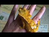 Your Fat Crested Gecko