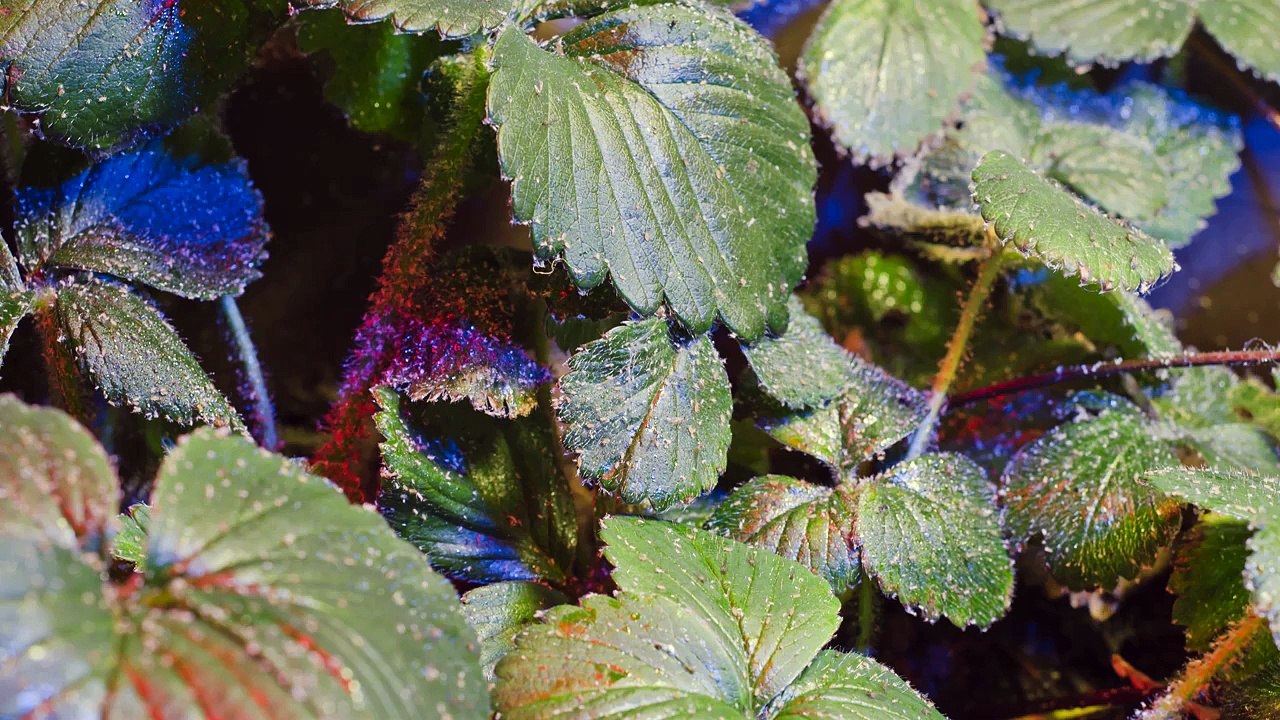 Time-lapse of bugs on a strawberry plant (4k resolution 4096x2304)