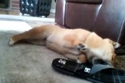 Shiba Inu Puppy vs. Sandal