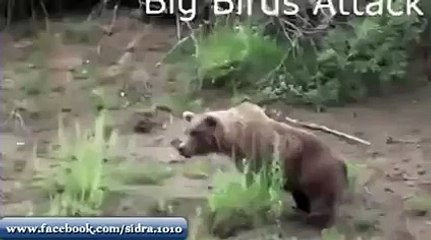 falcon Attacks on Dogs' Very Dangerous Must Watch'