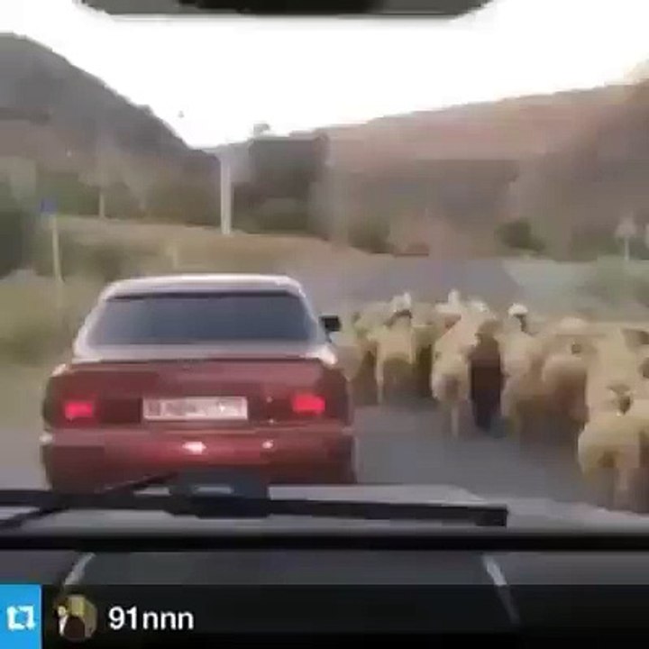 Incroyable vol de mouton