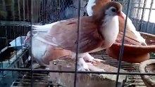 Dakka güvercin Çiftliği. / Pigeon Farm in Dhaka.