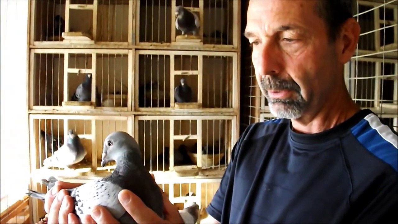 uzun mesafe Joe Richir tarafından güvercinleri yarışı - Yarış Güvercini / long distance racing pigeons by Joe Richir - Racing Pigeon