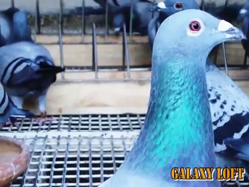 Galaxy Loft, 2013 BRPFC. / BRPFC Galaxy Loft, 2013.